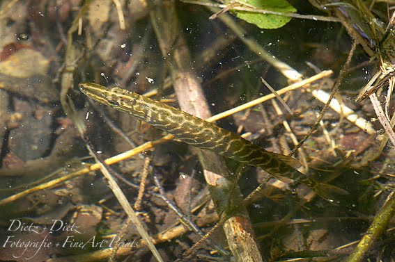 Europäischer Hecht (Esox lucius) im Goldseeli