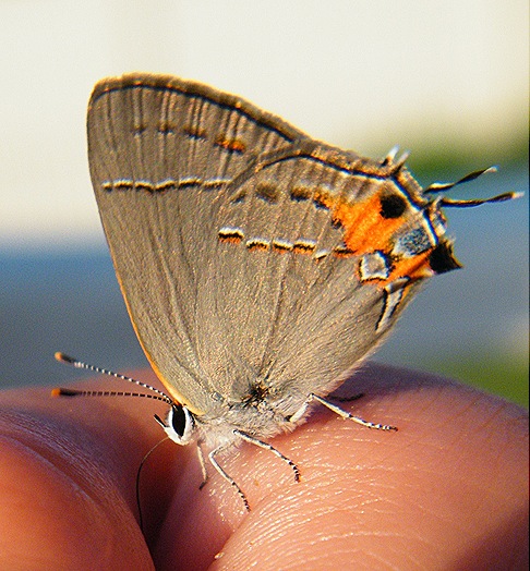 2010_0725butterfly0023