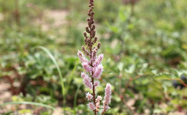 Astilbe Flowers Pictures