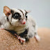 Reasons To Keep A Pet Sugar Glider At Home