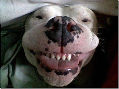 Funny people and animals with ugly teeth