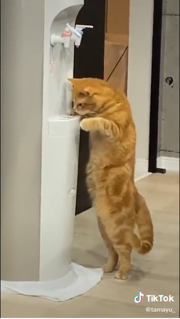 Cat Caught on Camera Drinking From Water Dispenser