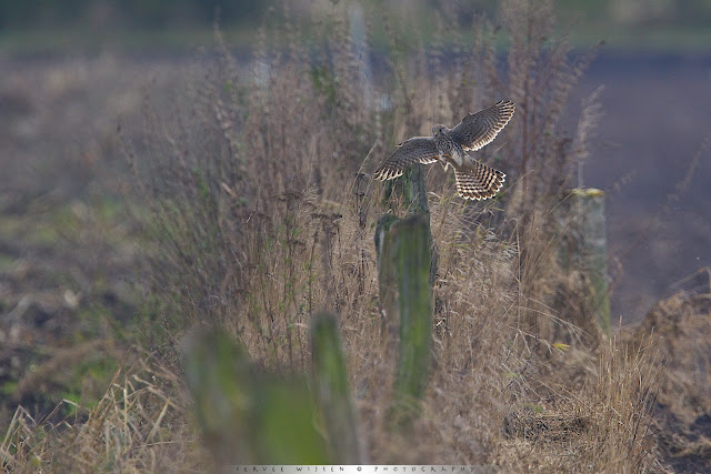 Common Kestrel approach for landing