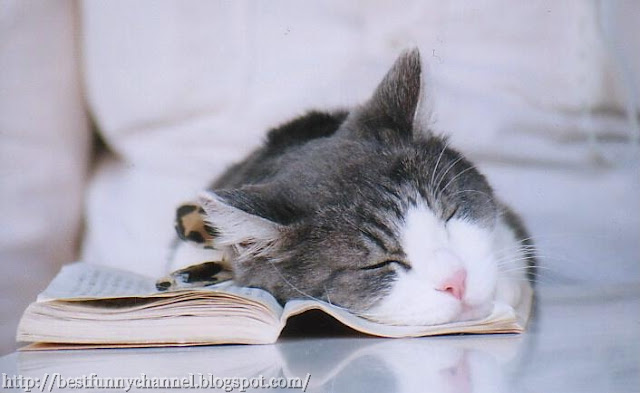 Cat and book.