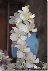 Dendrobium-New-Eama