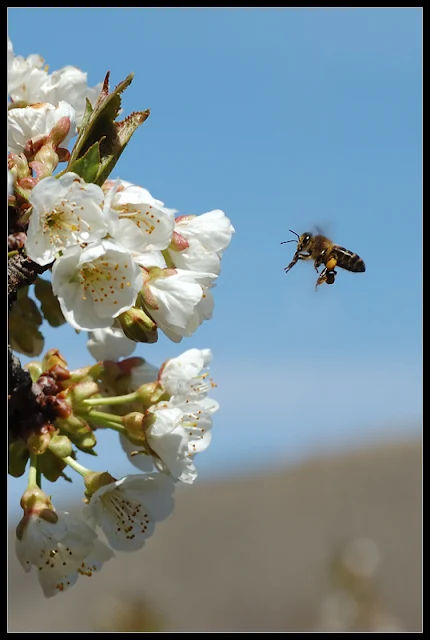 Apis mellifera