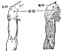 舉臂穴位 | 舉臂穴痛位置 - 穴道按摩經絡圖解 | Source:zhongyibaike.com