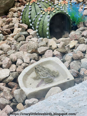 Toad in pond with rocks surrounding a Cactus toad home