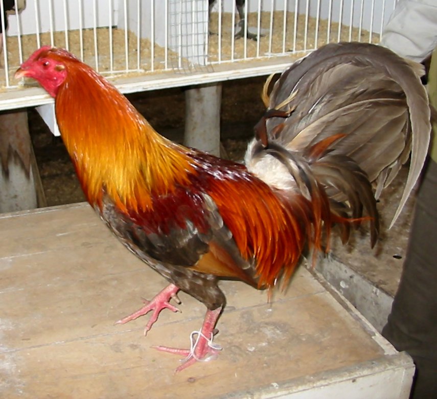 Blue Red OEG Cock Photo Source Unknown