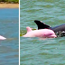 Σπάνιο ροζ δελφίνι κολυμπά στα νερά της Λουιζιάνας (Φώτο & Βίντεο)