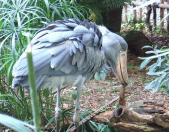 picozapato