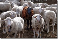 black sheep
