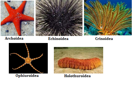 Pengertian Echinodermata Ciri Ciri Klasifikasi 