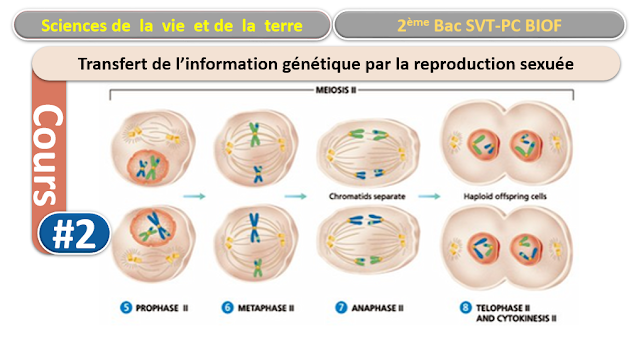 Télécharger | cours  | 2ème BAC SVT Biof | Transfert de l’information génétique par la reproduction sexuée  #2