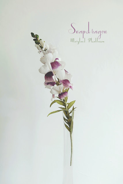 Crepe Paper Snapdragon (Antirrhinum Majus)