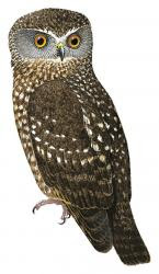 Ninox leucopsis