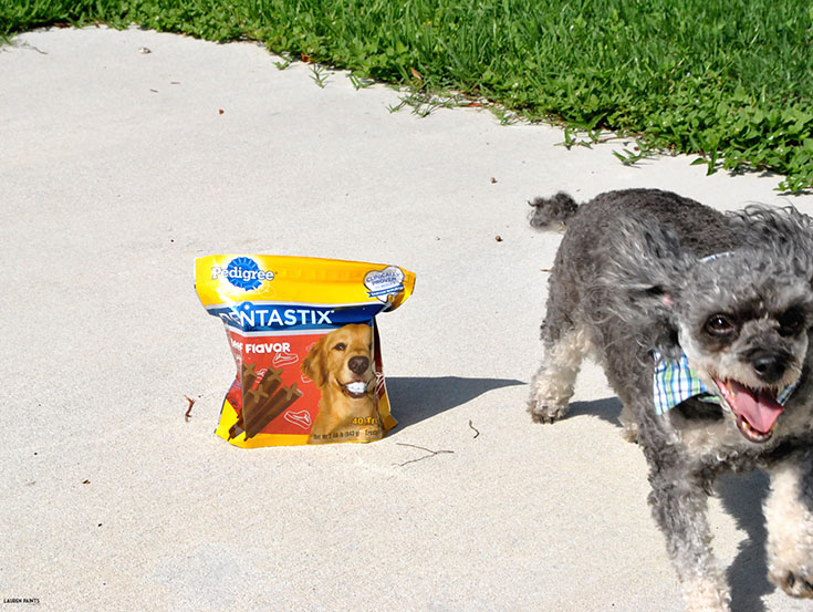 Share a little Funshine and make an adorable DIY designer dog shirt collar in minutes! #ShareFunshine 