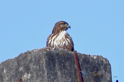 "Common Buzzard, perched atop a rock."