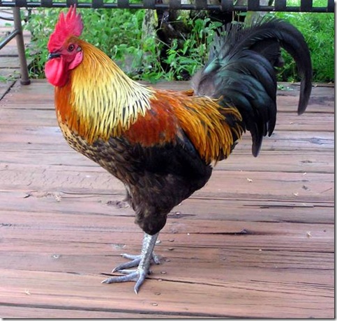 rooster