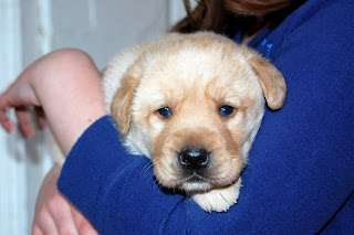 Labrador puppy