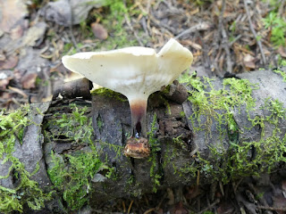 Picipes sp. - Polypore non déterminé