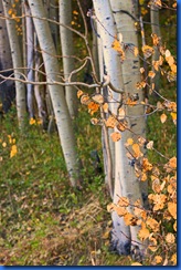 Highway 88 Fall Colors-215