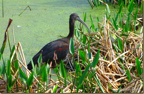 Green Cay_020 (1)