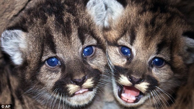 White Wolf Blue Eyed Babies Two Adorable Mountain Lions Discovered In Santa Monica Mountains