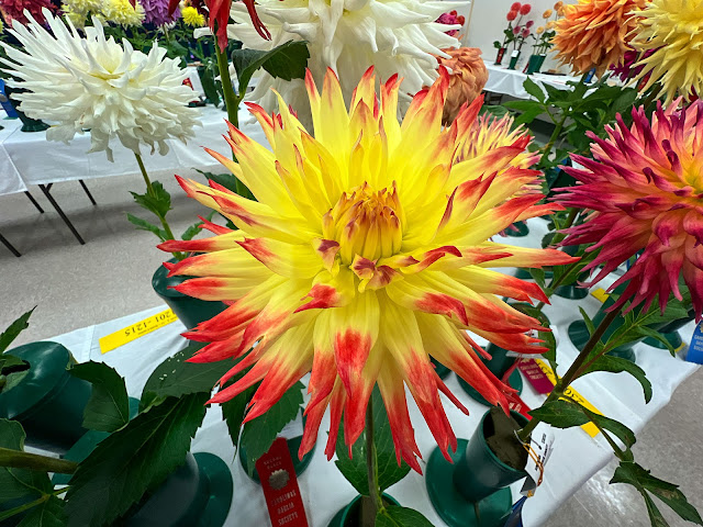 Carolinas Dahlia Society Show