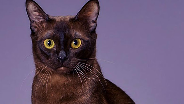 Care and nutrition of the Burmese cat