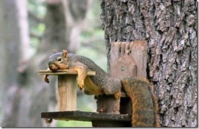 lazy squirrel