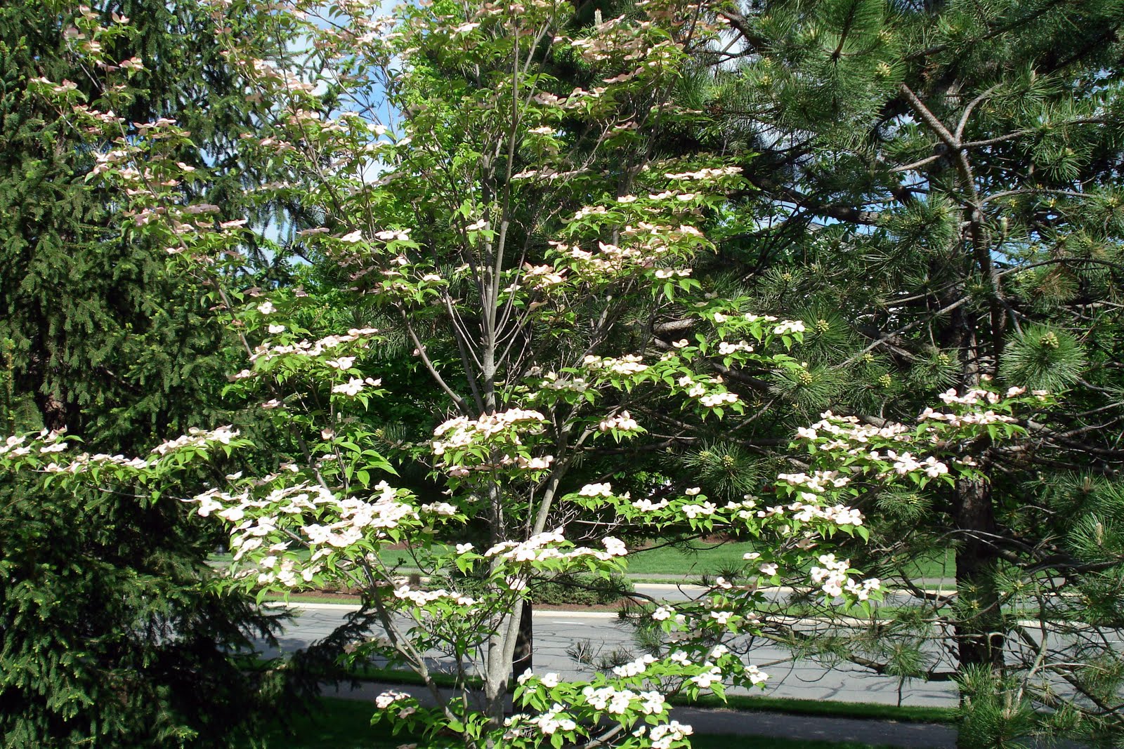 Our Pink Kousa Dogwood Now In