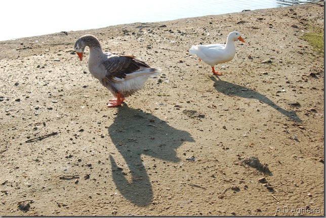 Patos en la Laguna de Mera