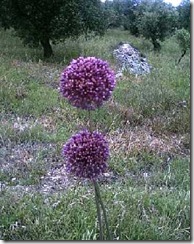 aaa Allium_atroviolaceum