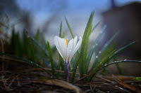 Image of a blooming crocus