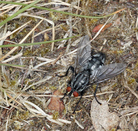 A smartly marked flesh fly, Sarcophaga carnaria, on open ground on Hayes Common, 17 May 2011. Bigger than a house fly. The larvae eat carrion; the adult eats anything that is liquid or can be liquified. Taken with a Canon EOS 450D and EF 100mm macro lens with ring flash, hand held.