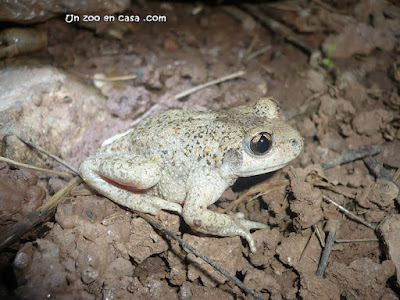 Sapo partero común (Alytes obstetricans)