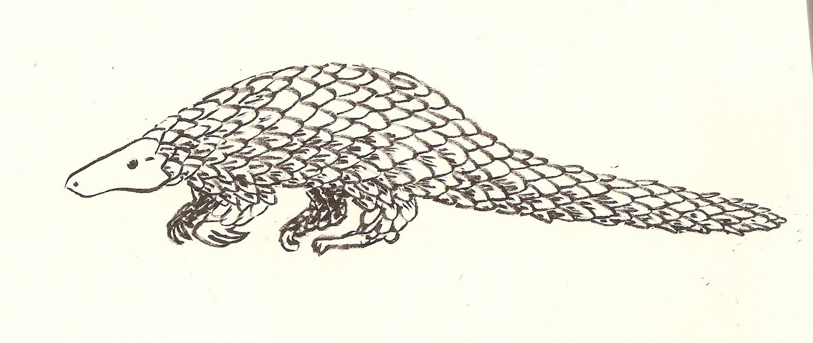 Download 212+ Pangolin Coloring Pages PNG PDF File