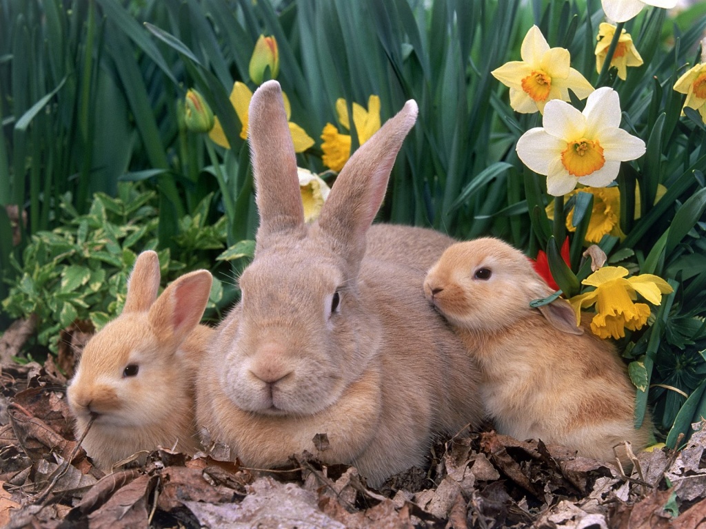 Easter Bunnies Family Collection Wallpaper | Wallpaper ME