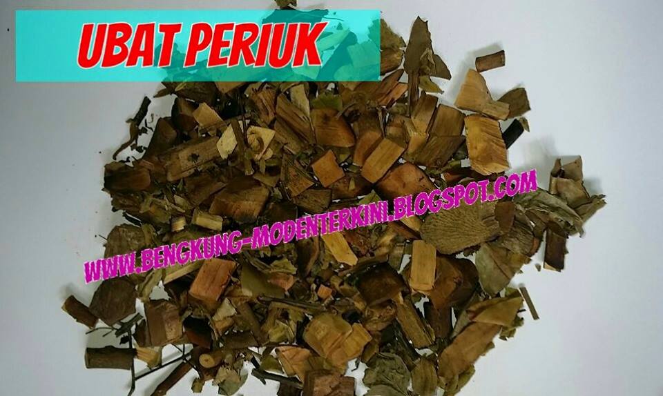 Bengkung Moden Terkini: Khasiat Ubat Periuk