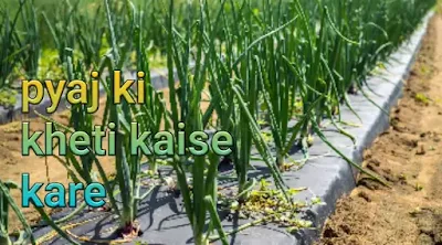 प्याज की उन्नत खेती कैसे करें ! Farming of Onion in Hindi
