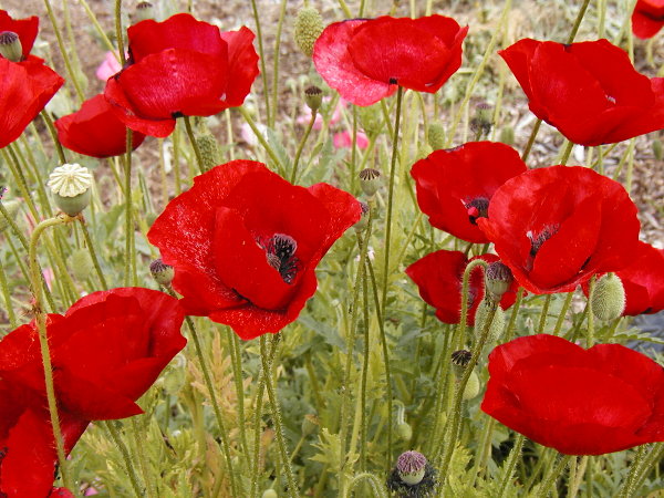 Poppy Flowers for Remember Someone