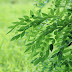 Nature photos