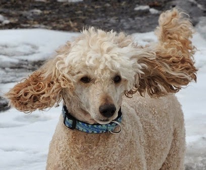 20150316_163450-dogs