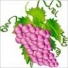 grapes