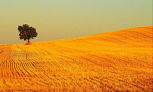 Solitude