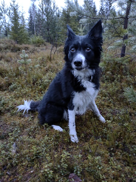 skautur border collie