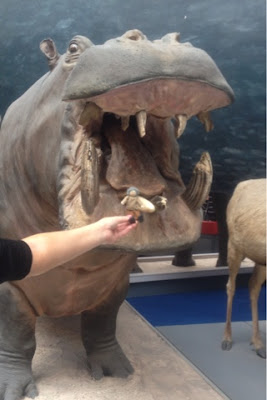 Grandpa Tidlo almost got eaten by a Hippo at the Natural History Museum!