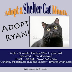 Adopt Ryan the Cat--Baltimore Humane