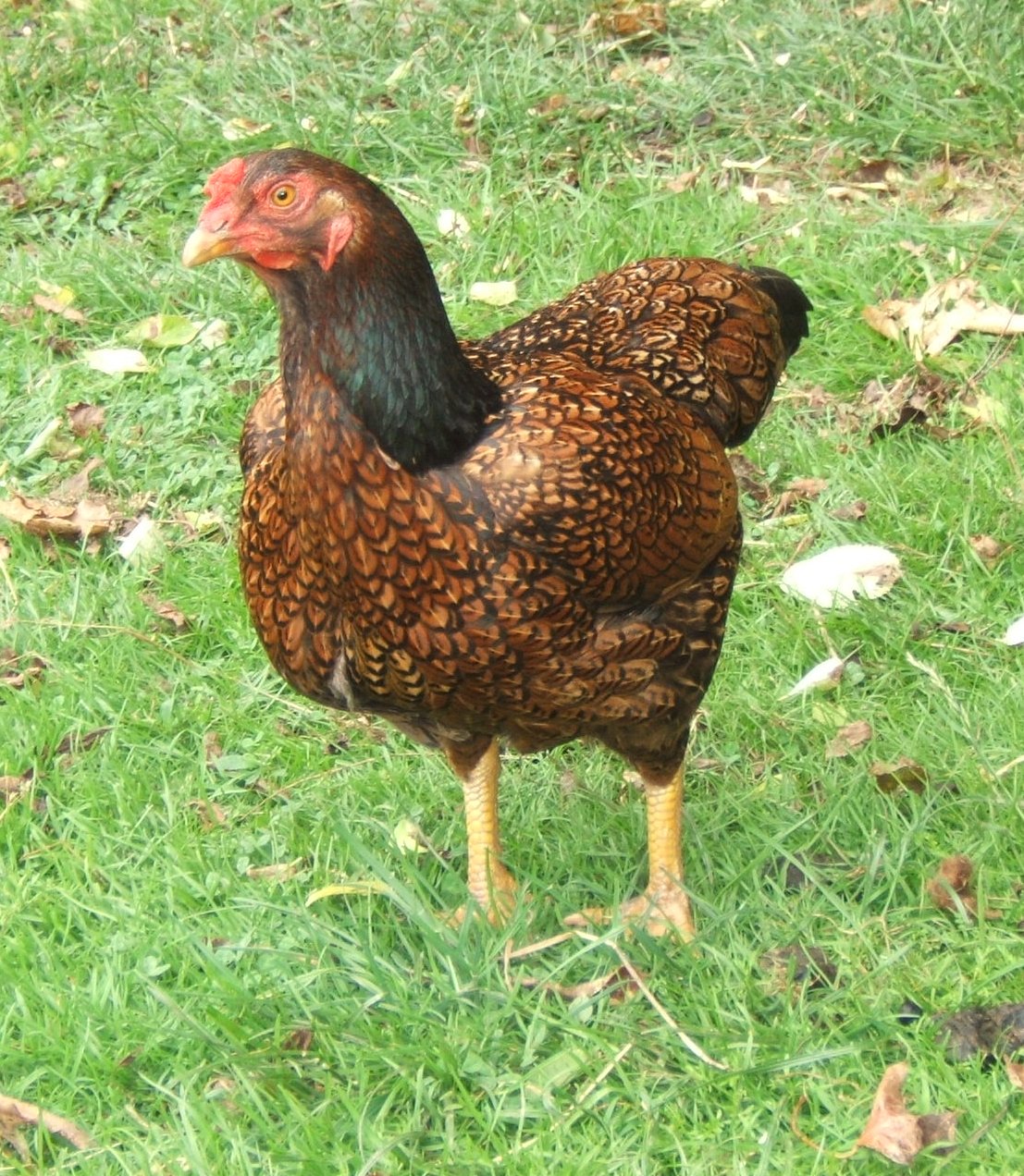 Bellecross Hens: Table birds